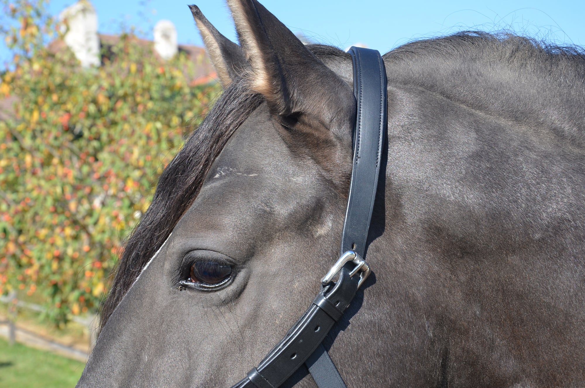 Kappzaum Pure Classic MRS Wien