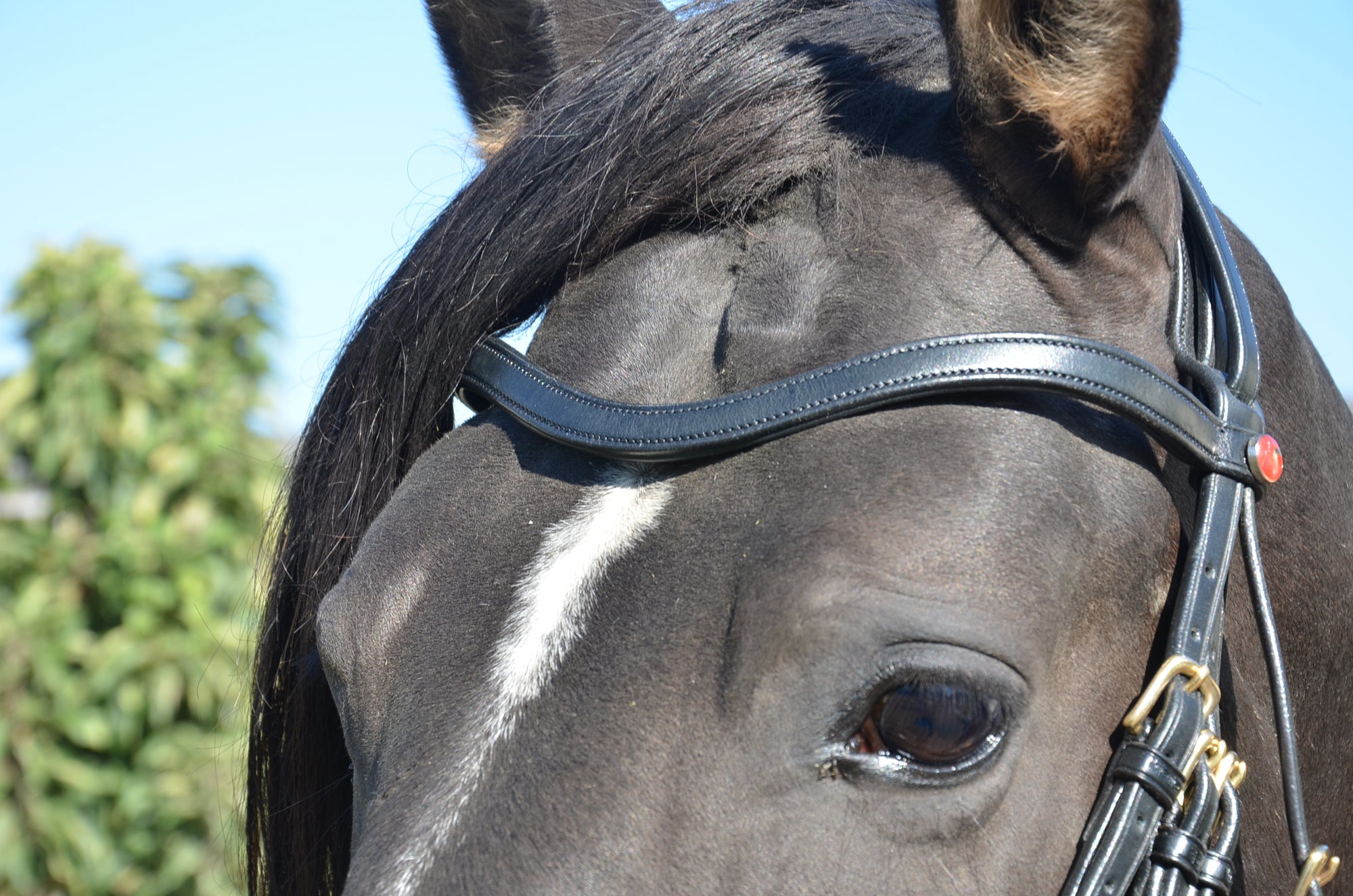 Reitzaum Pure Classic MRS "3 in ONE"