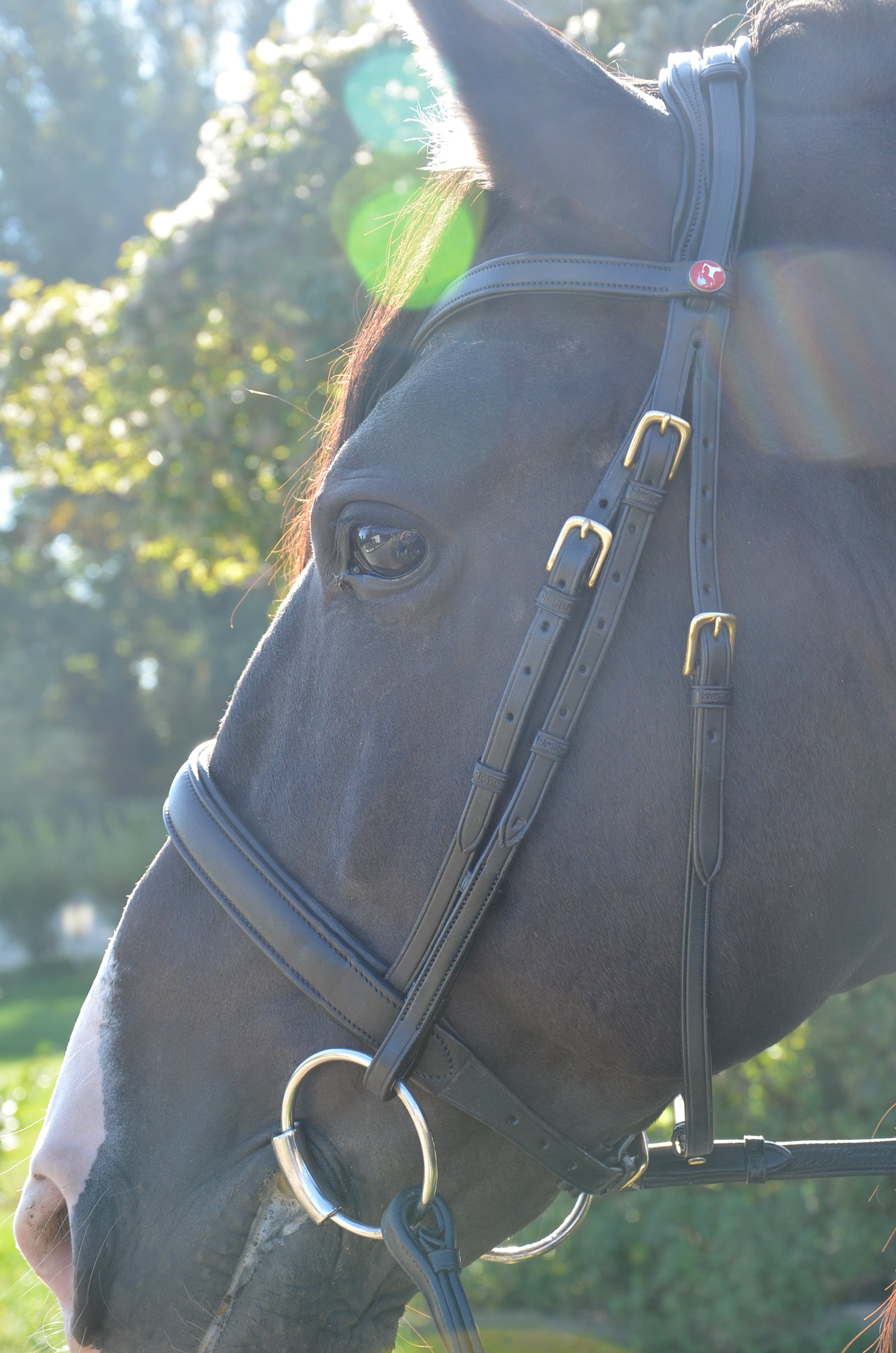 Reitzaum Pure Classic MRS "3 in ONE"