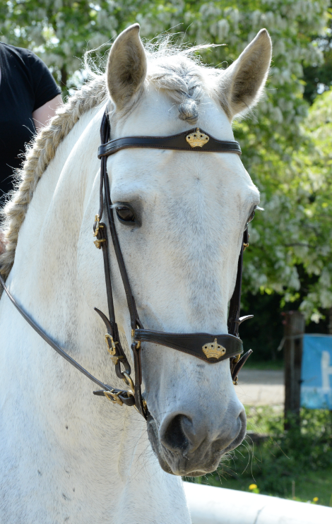 Trensenzaum Jerez MRS