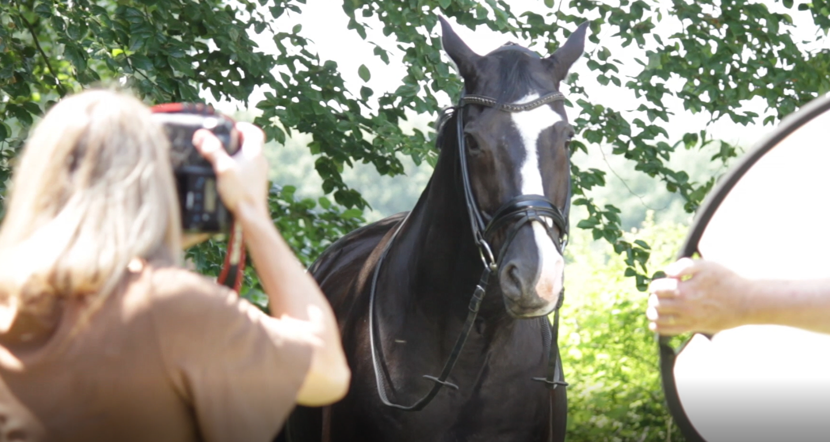 Der Trick mit dem Klick – Hunde und Pferde professionell fotografieren
